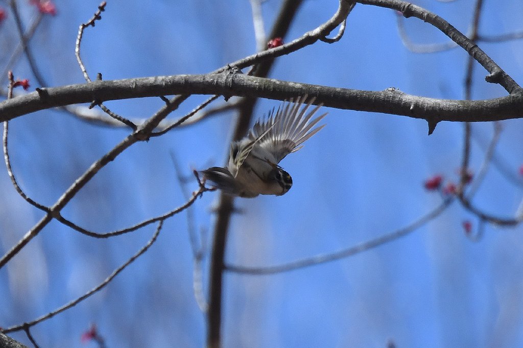 Kinglet, Golden-crowned, 2018-04209912 Broad Meadow Brook, MA.JPG - Golden-crowned Kinglet. Broad Meadow Brook Wildlife Sanctuary, MA, 4-20-2018